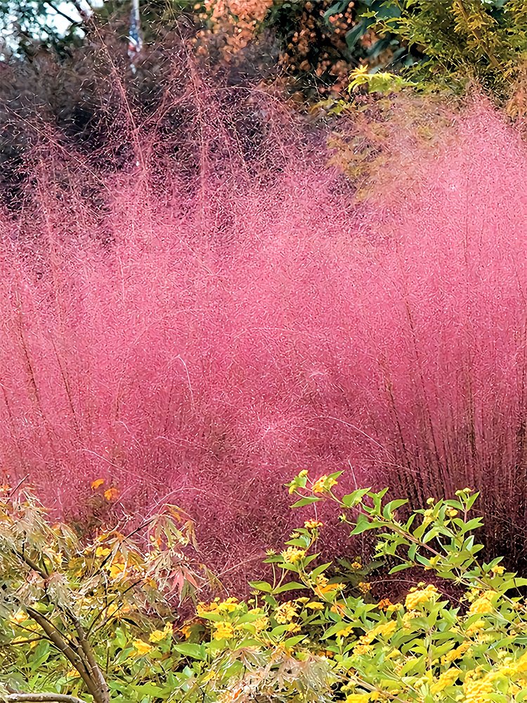 JMS  Pink Muhly Grass