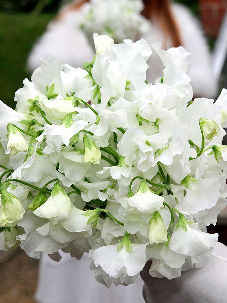 JMS  White Tall Sweet Pea Seeds