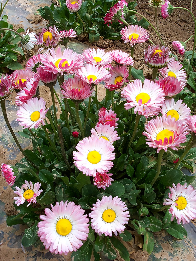 JMS  Bi-Color Mid Dual Daisy Seeds