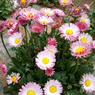 JMS  Bi-Color Mid Dual Daisy Seeds