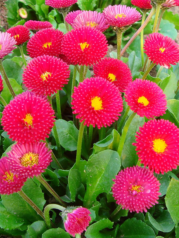 JMS  Red Mid Dual Daisy Seeds