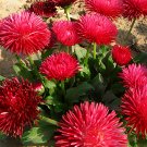 JMS  Red Lar Daisy Seeds