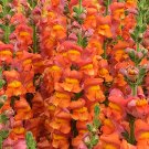 JMS  Tall Orange Snapdragon Seeds