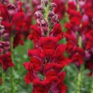 JMS  Tall Dark Red Snapdragon Seeds