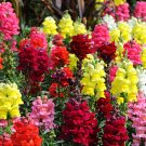 JMS  Dwarf Snapdragon Mixed Seeds