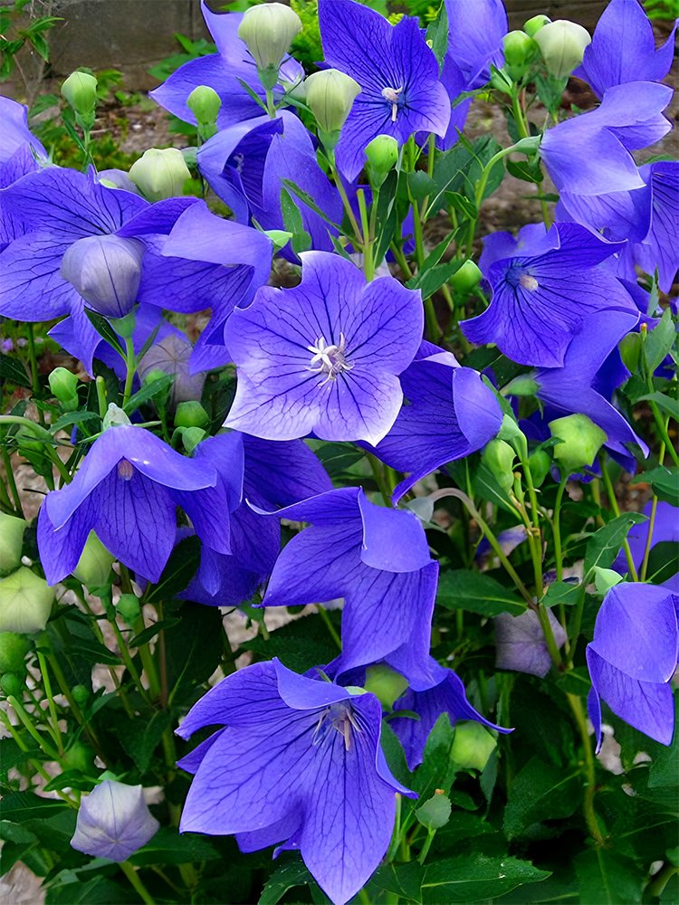 JMS  Blue Ballon Flower Seeds