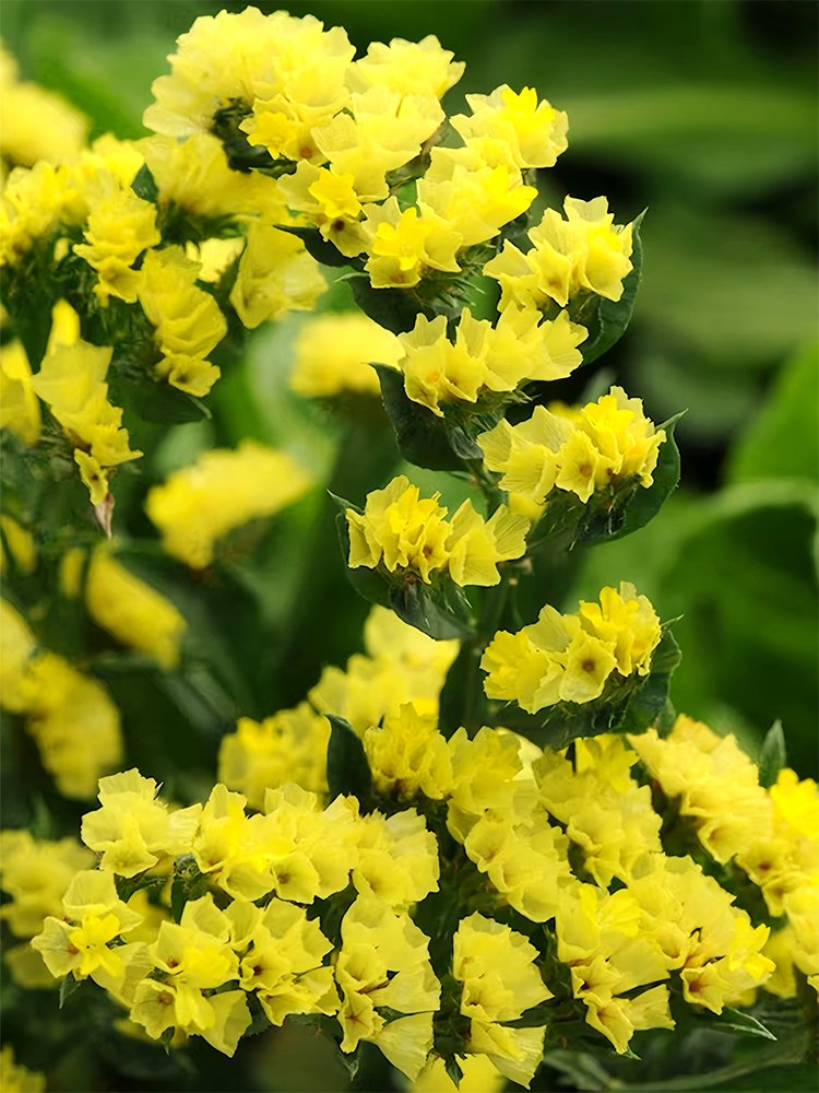 JMS  Yellow Sea Lavender Seeds