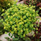 JMS  Bupleurum Chinense Seeds