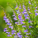 JMS  Barbed Skullcap Seeds