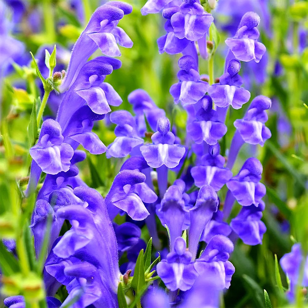 JMS  Chinese Skullcap Seeds