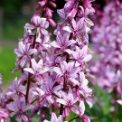 JMS  Dictamnus Albus Seeds