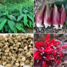 JMS  Myoga Ginger Seeds