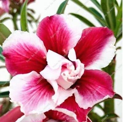 JMS Desert Rose Seeds, Dark Red And White Semi-Double Flowers