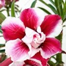 JMS Desert Rose Seeds, Dark Red And White Semi-Double Flowers
