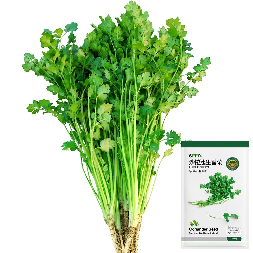 JMS  Fast-Growing Coriander Seeds
