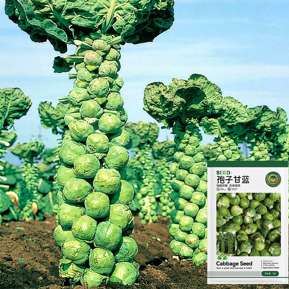 JMS  Brussels Sprout Seeds