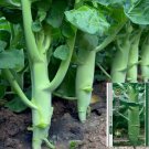 JMS  Huge Stem Gai Lan Seeds