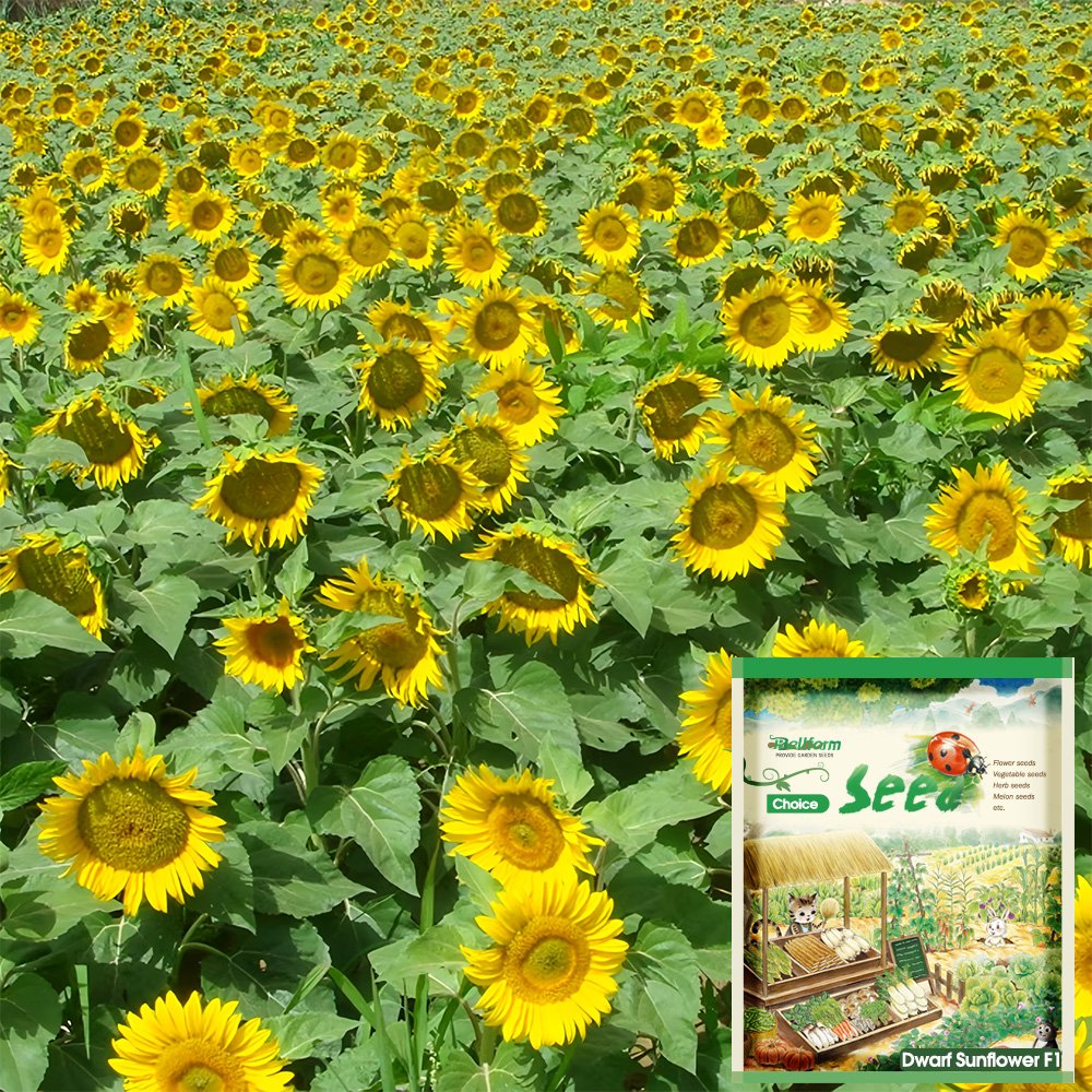 JMS  Sunflower F1 Seeds (35Cm Tall)