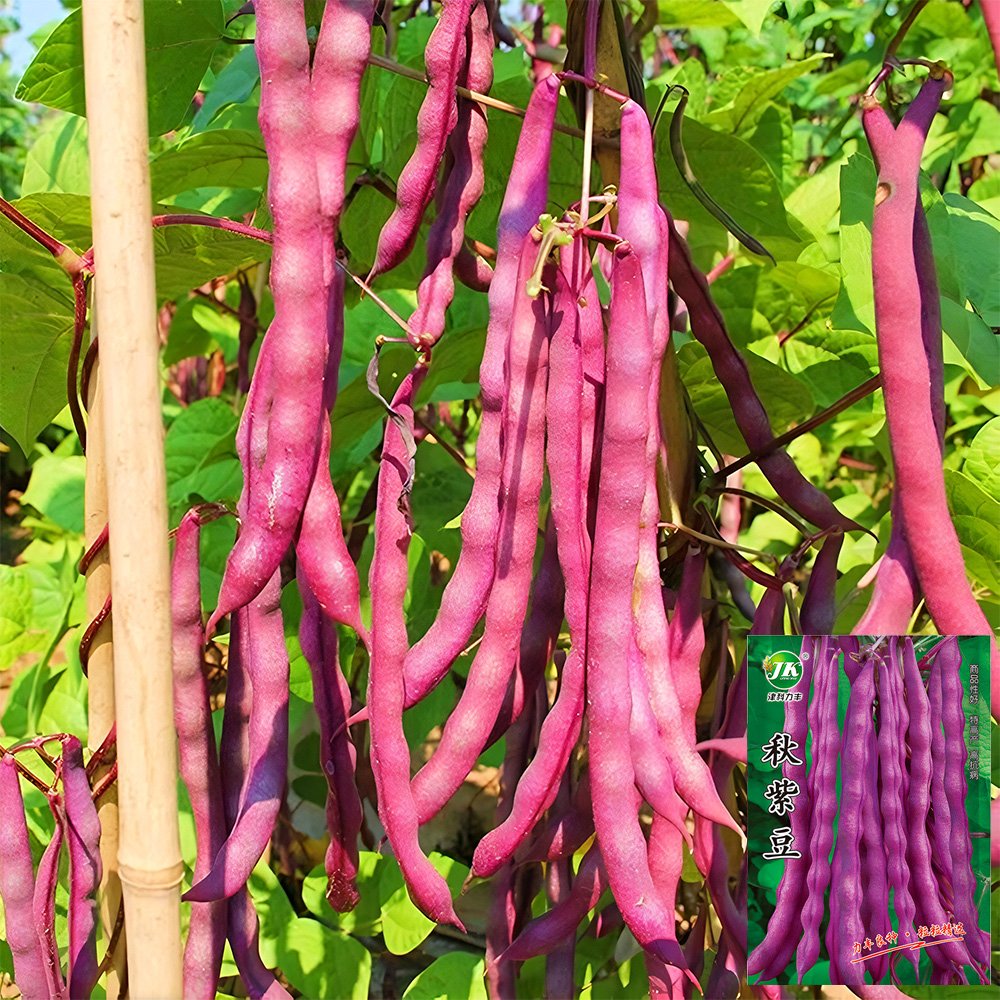 JMS Purple Pole Bean Seeds