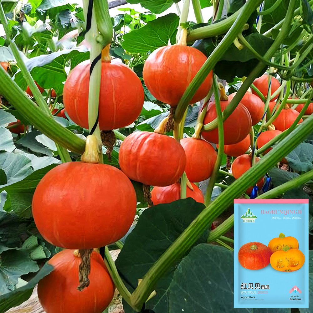 JMS Scarlet Gem Chestnut Squash Seeds