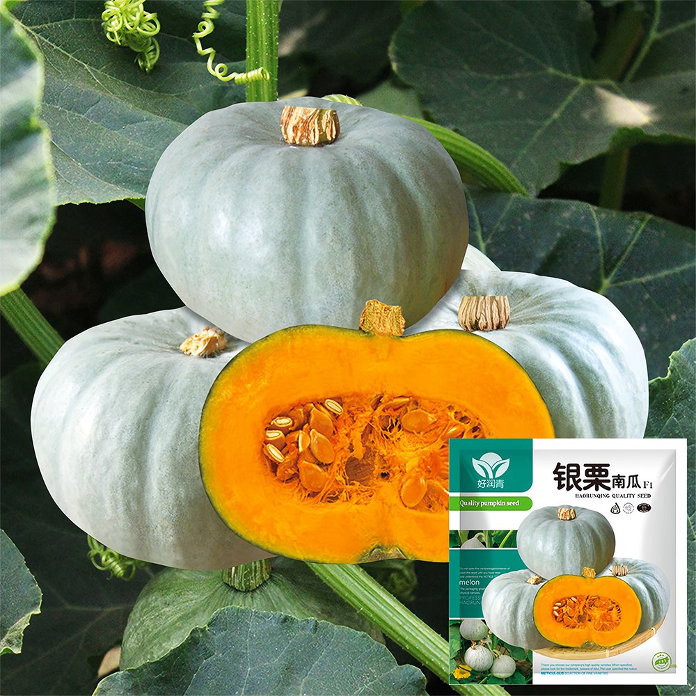 JMS Silver Chestnut Pumpkin Hybrid Seeds