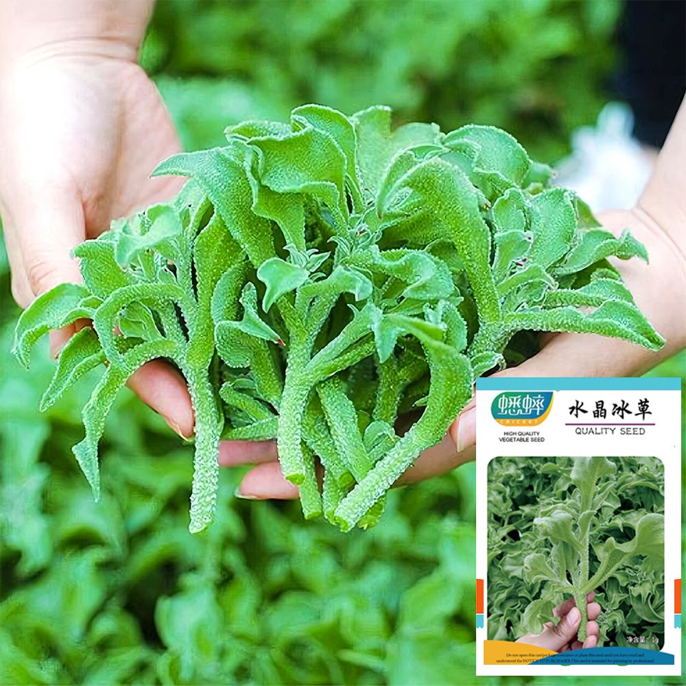 JMS Crystalline Ice Plant Vegetable Seeds
