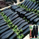 JMS Shiny Black Beauty: Thick And Tender Long Eggplant Seeds