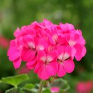 JMS Geranium Seeds - Horizon Neon Rose Hybrid F1