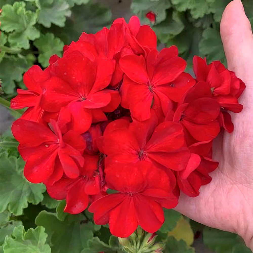 JMS Red Geranium Seeds - Landscaper Red  F1