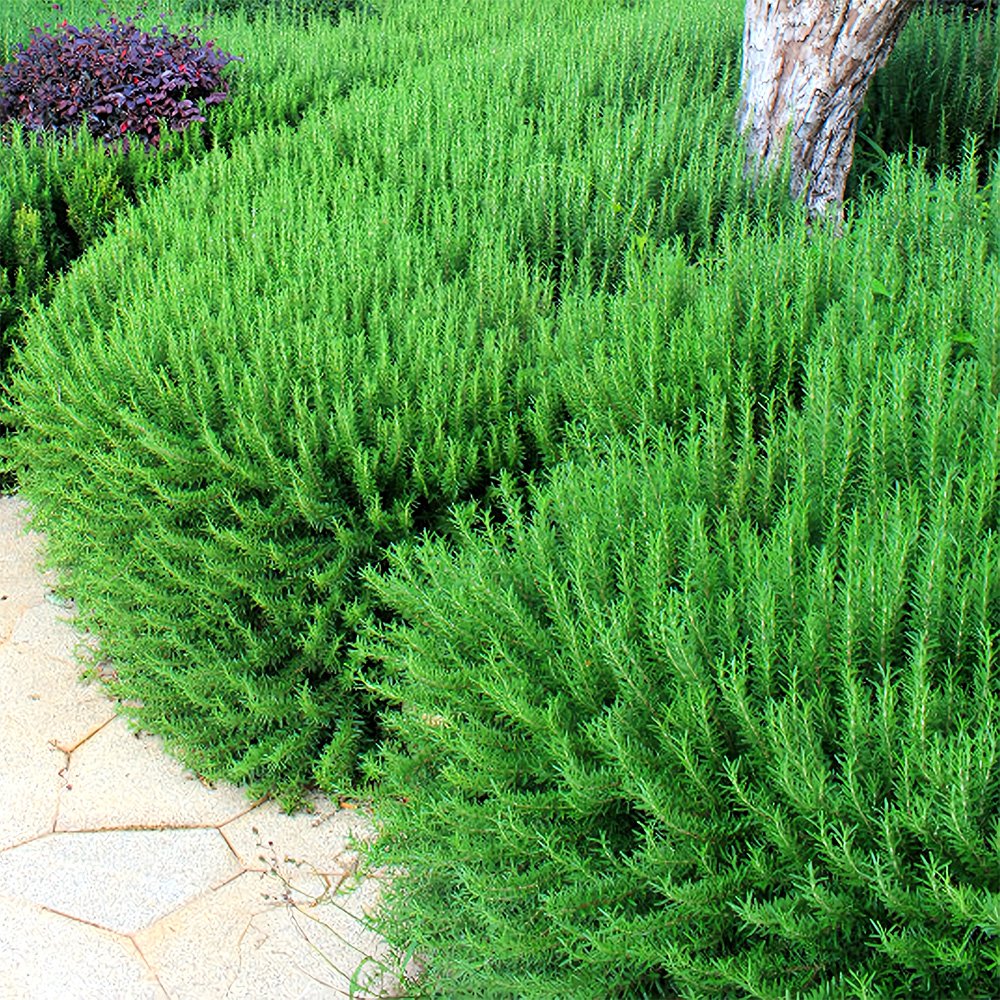 JMS Fragrant Finesse: Blue Flowering Rosemary Seed Collection