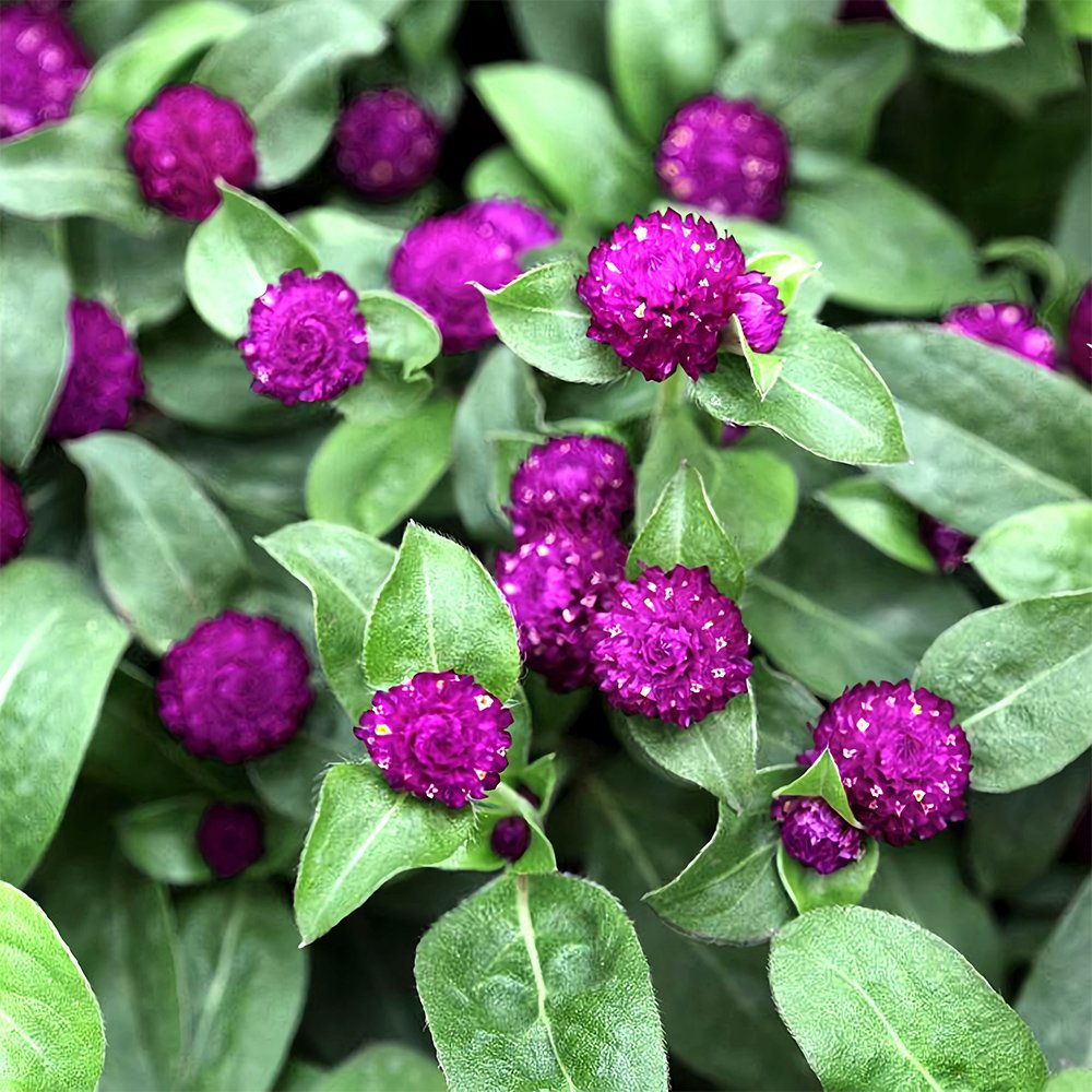 JMS Compact Beauty: Dwarf Gomphrena Globosa Seeds For Charming 25Cm Plants