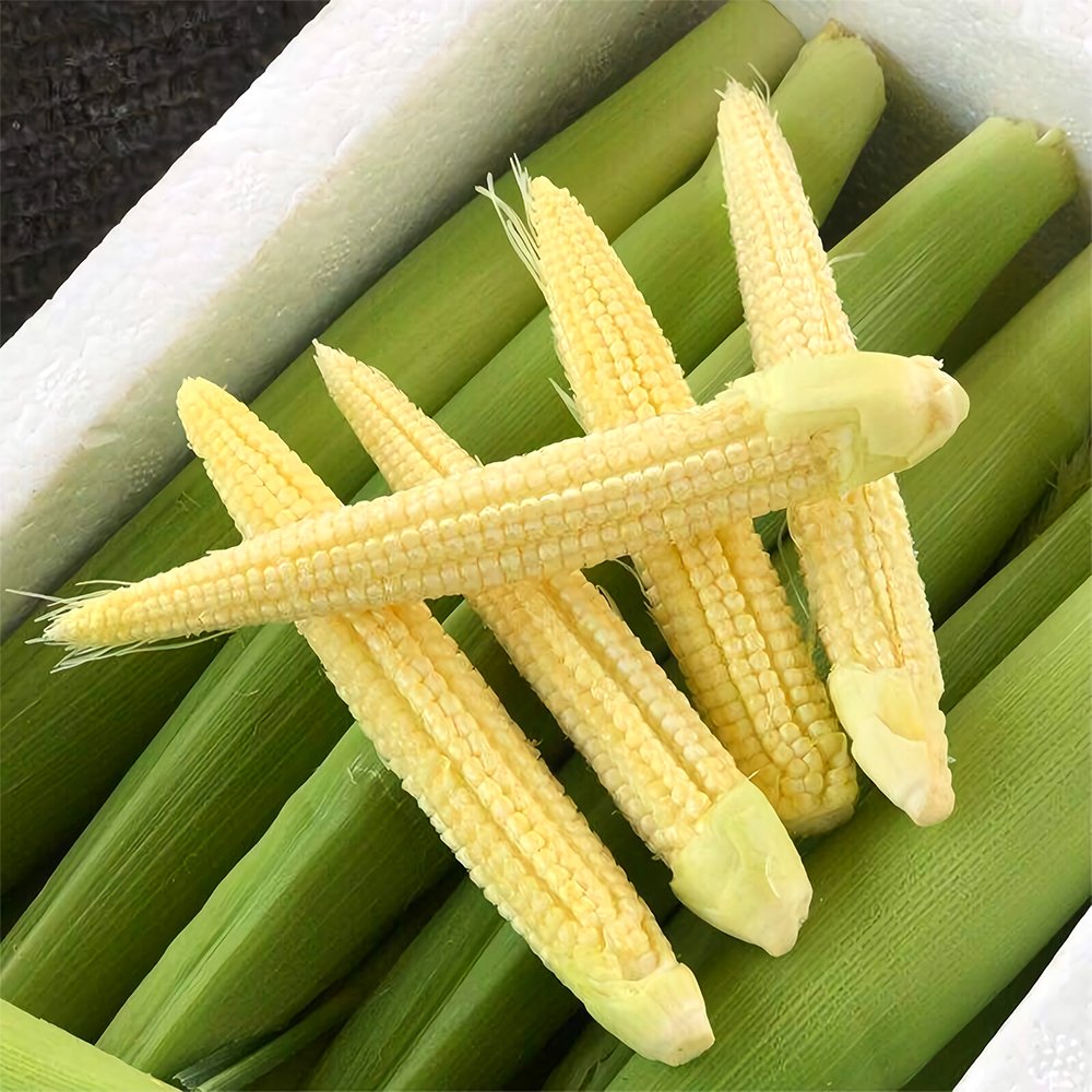 JMS Elevate Your Crop With 50 F1 Sweet Baby Corn Seeds