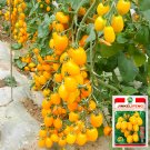 JMS Compact Brilliance: 5 Bags (200 Seeds / Bag) Of 'Yellow Saint' Cherry Tomatoes