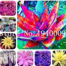 JMS Rare Color Aloe Plant Seed Succulent Cactus Plant, Mixed