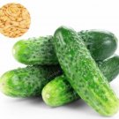 JMS Cucumber Seed Delicious Mini Fruit Cucumber