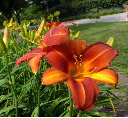 JMS JMS Real Hemerocallis Middendorffii Daylily Seeds, Dark Red Flowers
