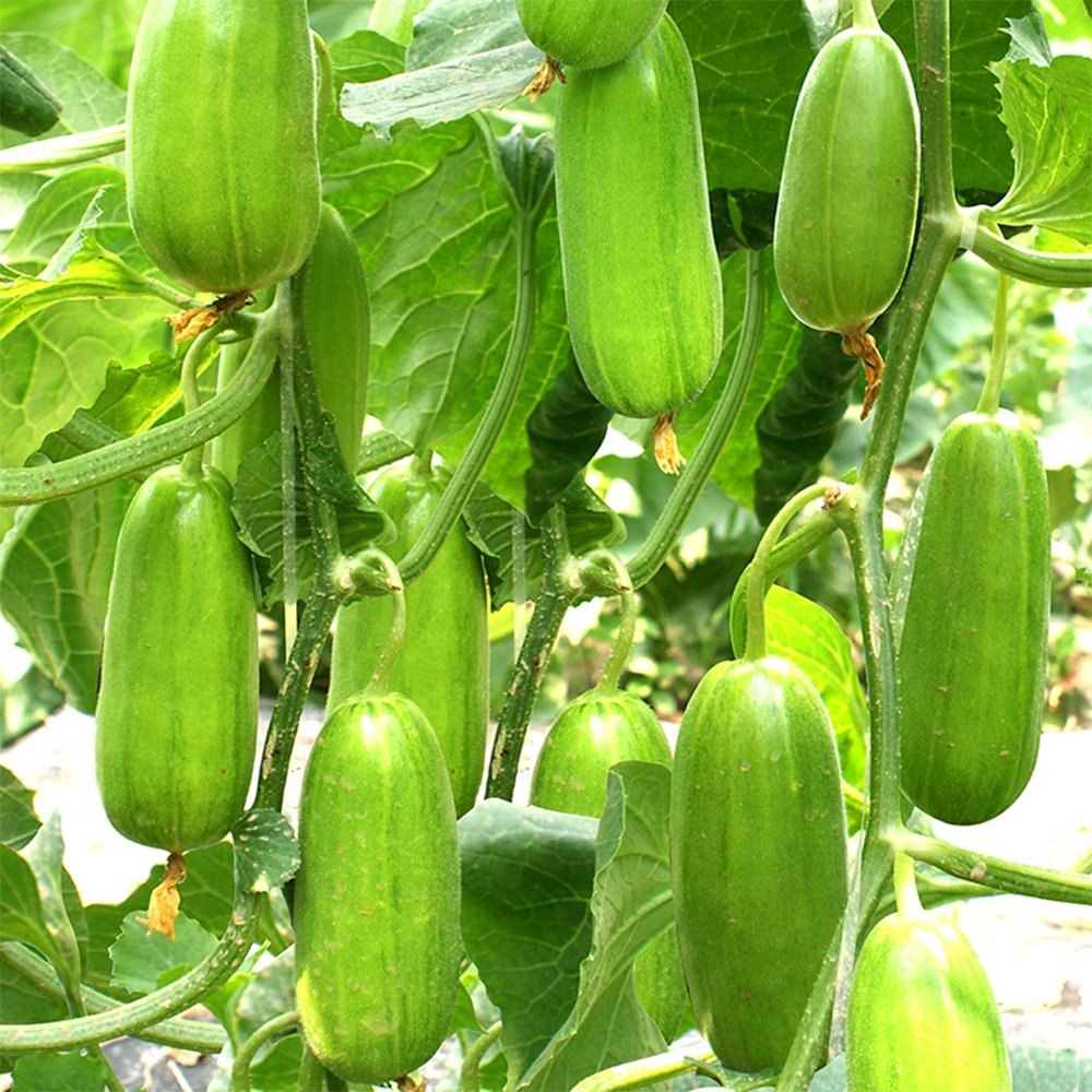 JMS 5 Packs Of Eight-Ridged Crispy Cucumber Seeds, Fragrant And Dugar-Free Melon