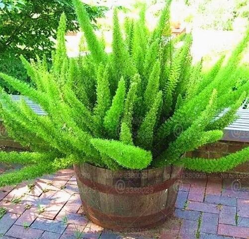 JMS 100Pcs Asparagus Densiflorus 'Myers' Seed Perennial Evergreen Half-Marine Herb Ornamental Potted