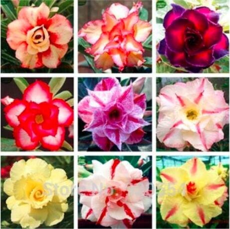 JMS Imported 20Pcs Mixed Colors 100% Genuine Adenium Obesum Desert Rose Flower Bonsai