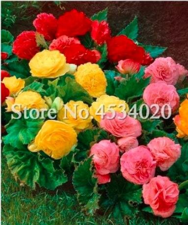 JMS 100Pcs/Bag Exotic Rieger Begonias Begonia Beautiful Bonsai Multi-Flap Flower Decoration Home Gar