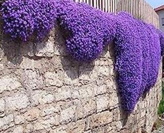 JMS Creeping Or Rock Thyme Bonsai Cress - Perennial Flowering Ground Cover Flowers Garden Plants 40 