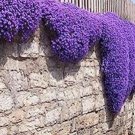 JMS Creeping Or Rock Thyme Bonsai Cress - Perennial Flowering Ground Cover Flowers Garden Plants 40 