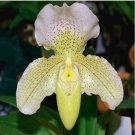 JMS 100Pcs/Bag Paphiopedilum Orchid Seeds Orchid Bonsai Plants Flowers Seeds For Home Garden Plant