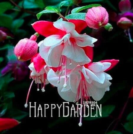 JMS 50Pcs Fuchsia Seeds Rose Red White Double Flowers