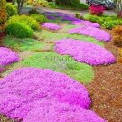 JMS 100 Pcs/Bag Creeping Thyme Bonsai Or Multi-Color Rock Cress Plant - Perennial Flower Flores Grou