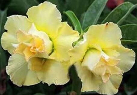 JMS 2Pcs Desert Rose Seeds Yellow Double Flowers