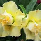 JMS 2Pcs Desert Rose Seeds Yellow Double Flowers
