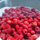 JMS 100 Pieces/Pack Lowest Price!Heritage Raspberry Garden, Non-Gmo, Organic, Seed Fruit Tree Plant