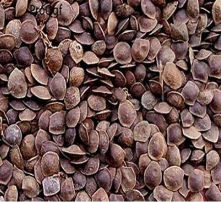 JMS 200Pcs Mimosa Tenuiflora - (Color: Seed)