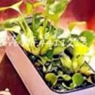 JMS 100Pcs/Bag Seed Water Hyacinth Flower Plants Lotus Live Water Hyacinth Floating Pond Aquarium Lo